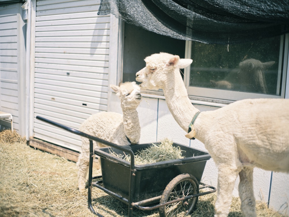 ꕤ新品タグ付ꕤ tamaki niime 今季　ゆきんこ tamaki niime