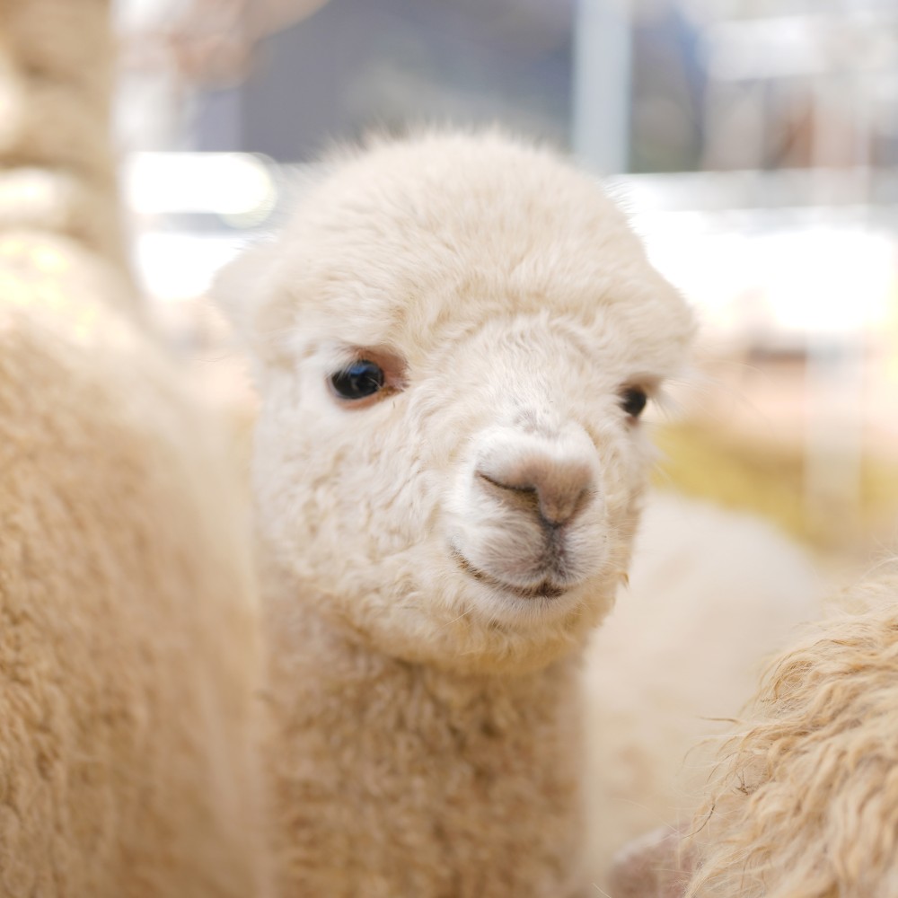 online shop | tamaki niime